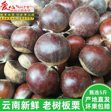 新鲜板栗新货现摘云南新鲜生板栗甘甜油栗子去刺壳板栗