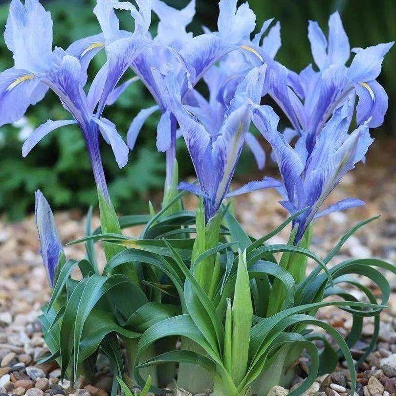 德国鸢尾花苗盆栽室内地栽庭院别墅花卉四季开花多年生球根植物