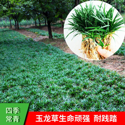 正宗日本小型矮生麦冬玉龙草苗庭院四季常青户外耐阴地被草坪植物