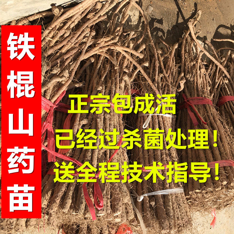 焦作山药苗种子笼头正宗温县铁棍山药种苗怀淮山嘴子当年种当年收