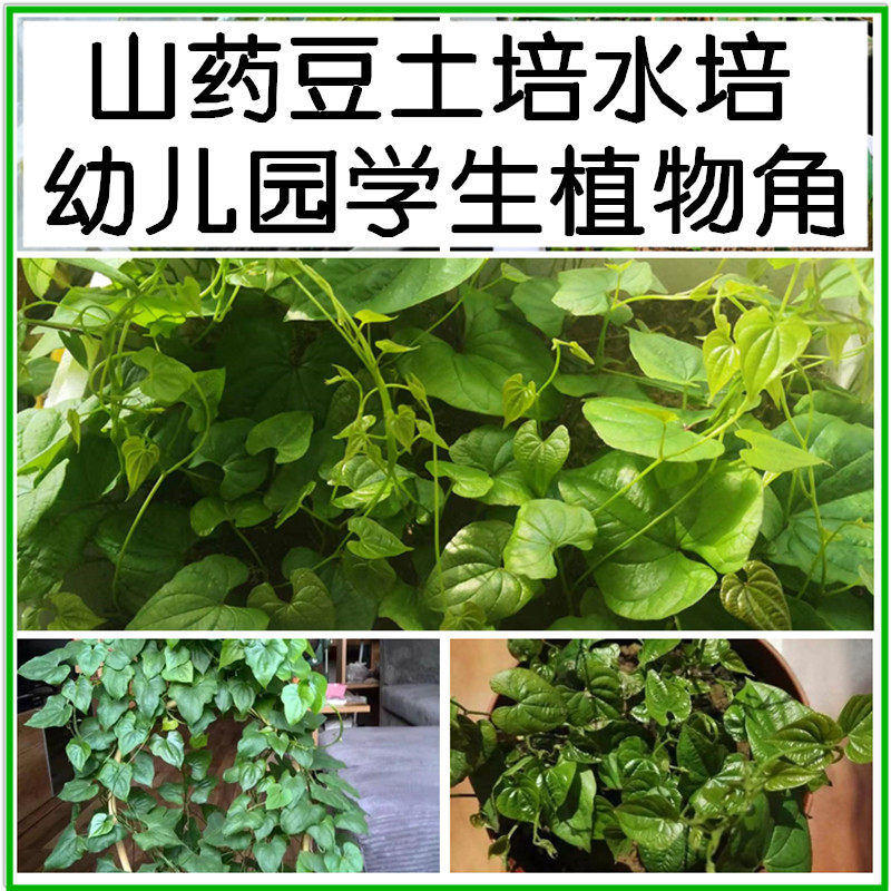 儿童种植小盆栽土培水培山药豆植物盆栽绿植育苗幼儿园观察植物角