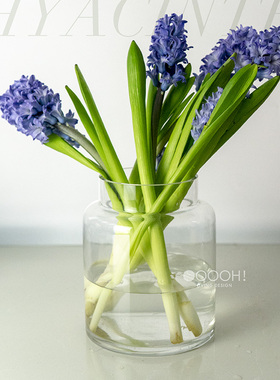 OOOOHins北欧简约直筒透明玻璃花瓶宽口风信子水仙水培插花器