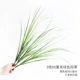 60厘米绿色单枝纯草3枝