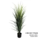 120cm细叶芒盆栽