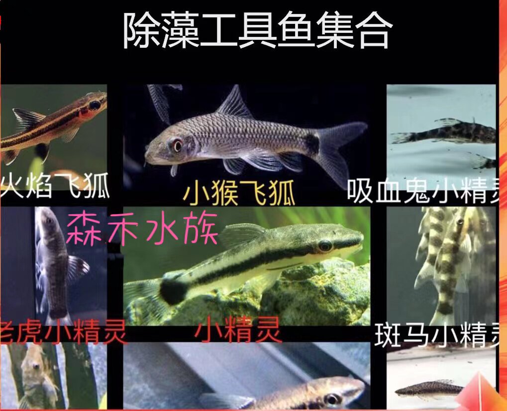 老虎小精灵小猴一线飞狐黄金胡子大帆蛇仔草缸配鱼除藻绿苔工具鱼