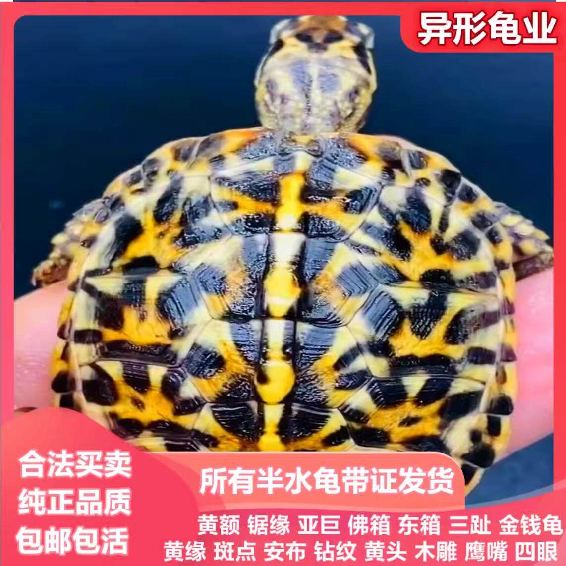 三趾东部箱龟半水龟黄缘龟活体