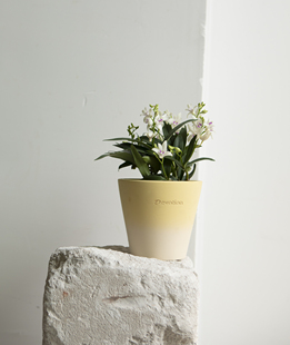 诗与自然澳洲香水石斛开花植物花卉芳香盆栽小众绿植可爱盆景