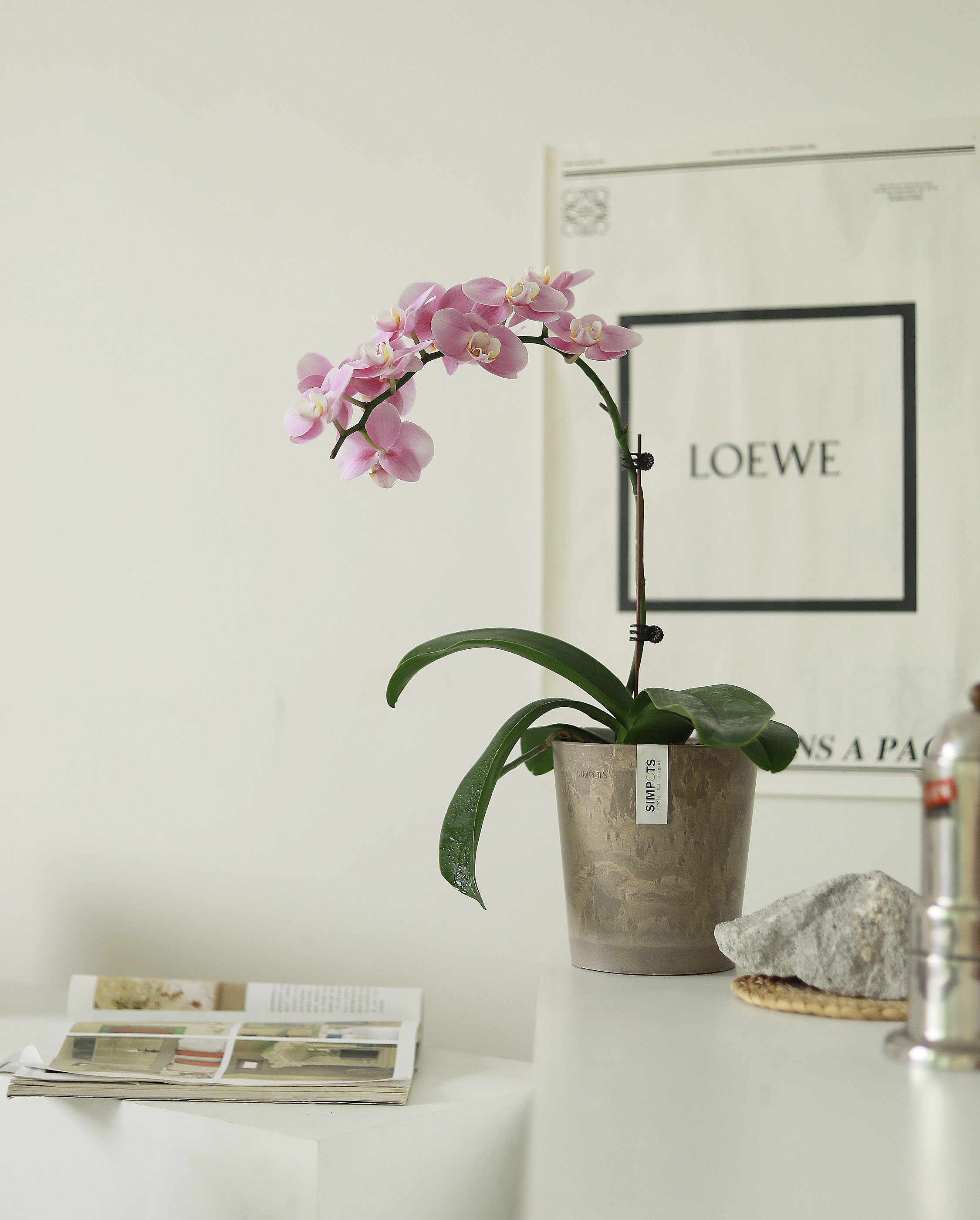 诗与自然蝴蝶兰花卉开花植物