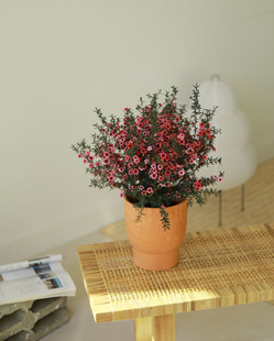 松梅开花植物梅花精致小花年宵花室内桌面盆栽花卉