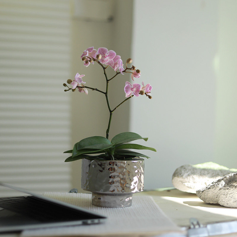 樱花蝴蝶兰花卉盆栽室内开花绿植年宵带花发货,鲜花速递/花卉仿真/绿植园艺,国兰/杂交兰/洋兰类,淘宝优惠券,粉丝福利购,淘宝优惠卷