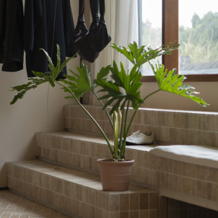 诗与自然 常绿净化空气ins简约风落地大绿植客厅 龙鳞春羽老桩四季