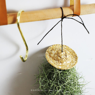 诗与自然老人须 不需土壤 空气凤梨松萝铁兰悬挂桌面空气植物