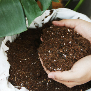 土壤 多肉土通用土 肥料 日本进口营养土 诗与自然精品植物设计