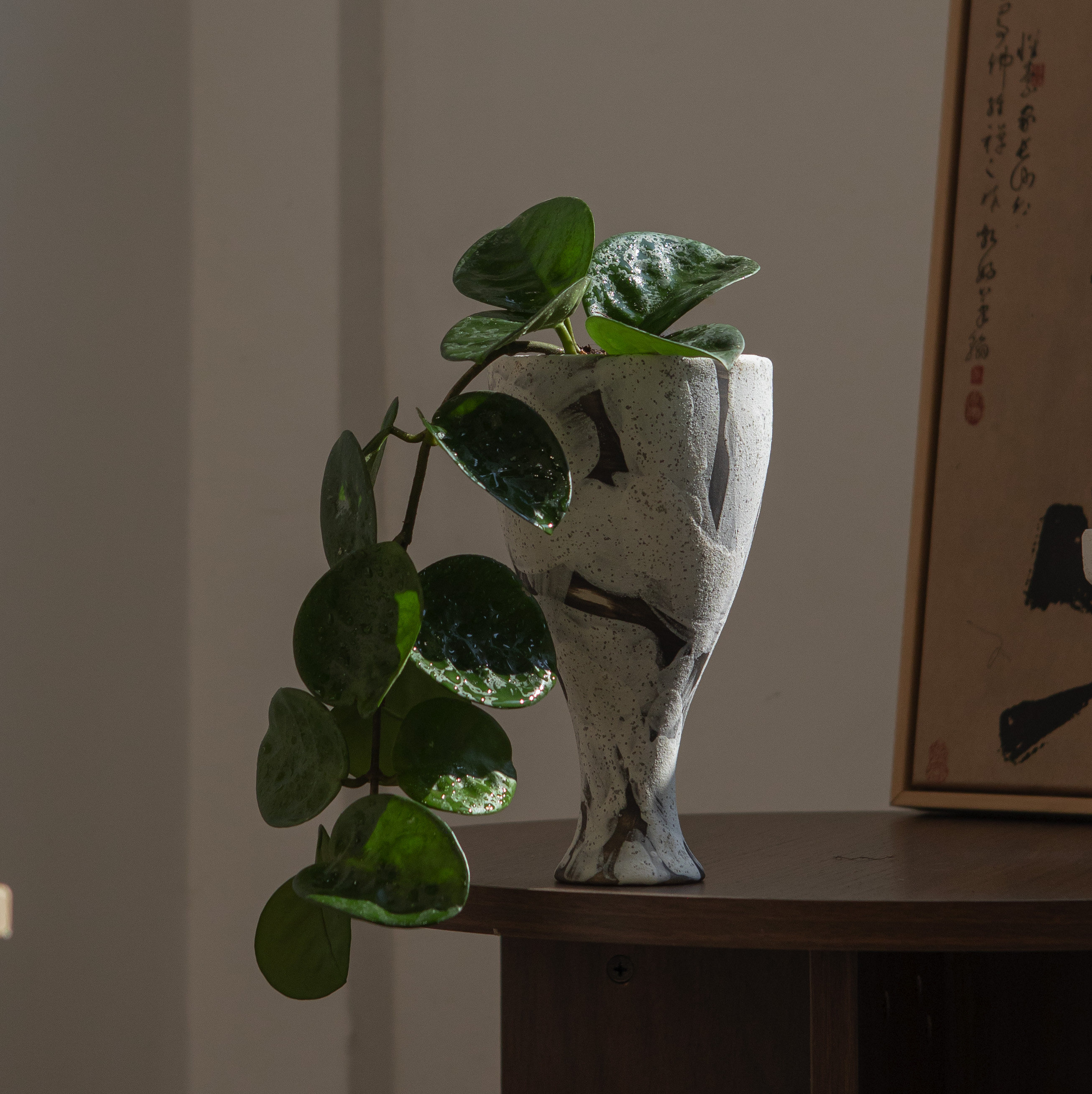 诗与自然 克林顿球兰开花植物垂吊类绿植盆景小众ins风格花卉盆栽