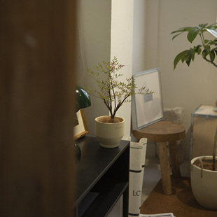 常绿 绿植四季 诗与自然南天竹盆景小众植物新中式 盆栽ins风格