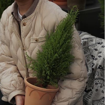 自然圣诞树香松大植物办公室桌面