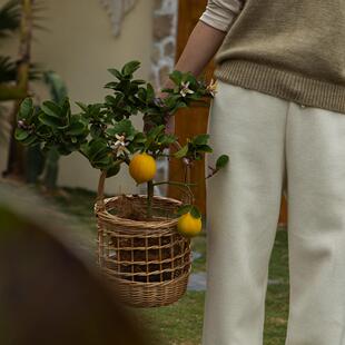 诗与自然 香水柠檬盆栽室内客厅绿植可食用开花结果植物净化空气