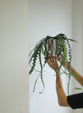 鱼骨令箭荷花小众个性办公桌面盆栽藤蔓小盆景观叶四季常绿花卉