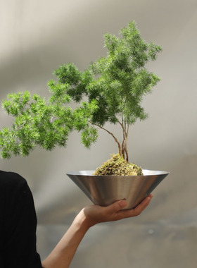 水培植物蝴蝶兰花开花植物室内绿植苔藓球苔玉球花卉办公桌好养