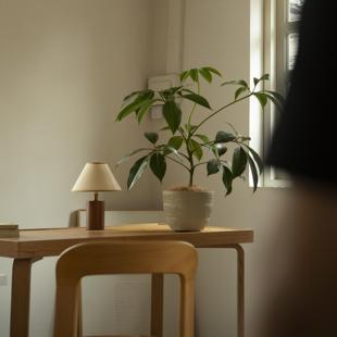 诗与自然 常绿盆景 日本大叶伞保罗简约小众绿植盆栽落地植物四季