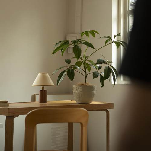 正品日本大叶伞网红小众植物