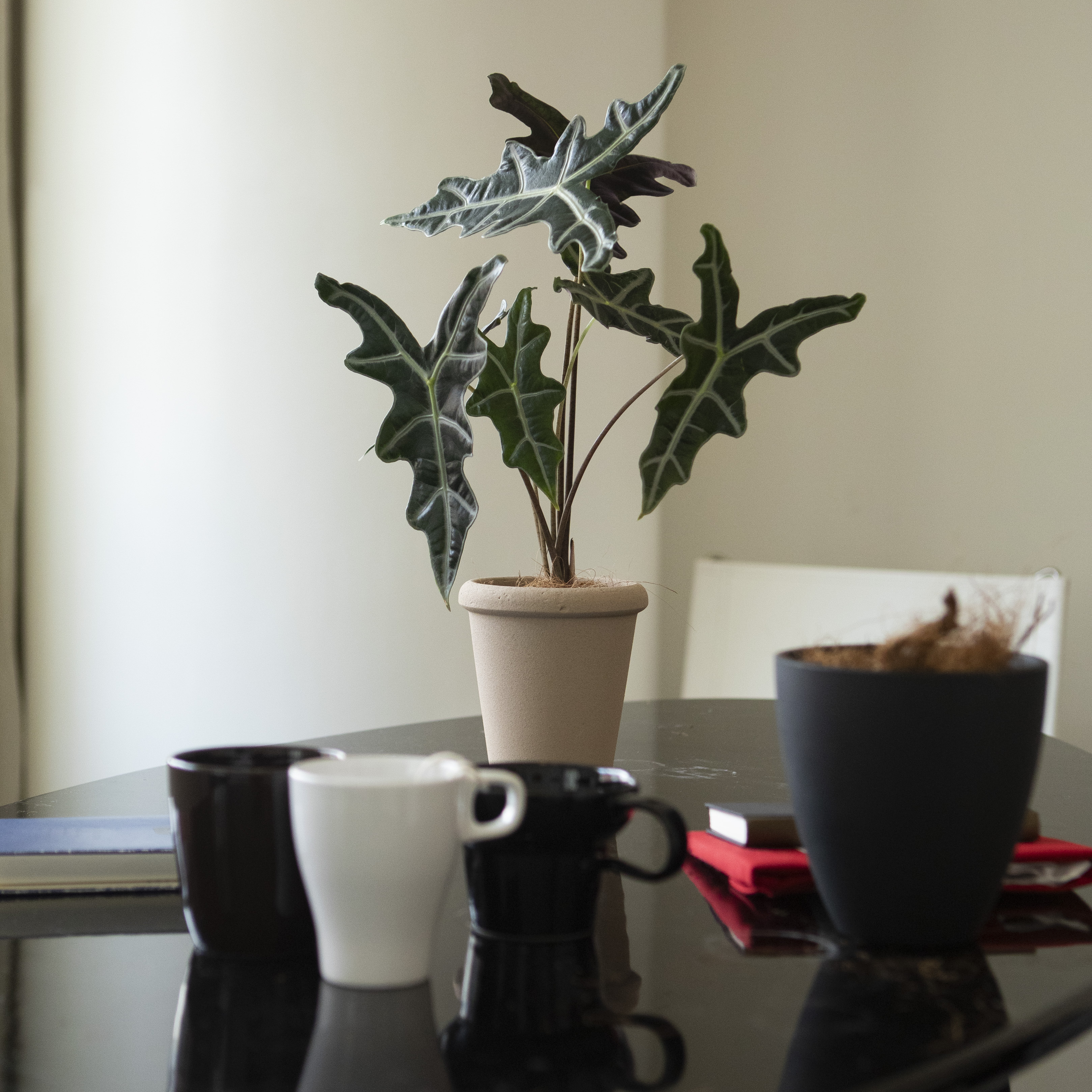 哇哇~~叶片像是盾牌一样的植物