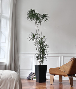 细叶百合竹大型植物设计师款 大绿植室内净化空气吸甲醛大盆栽