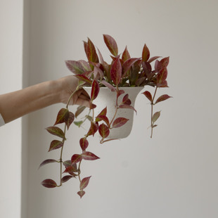 诗与自然 变色球兰开花植物爬藤垂吊小众盆景花卉ins风盆栽绿植