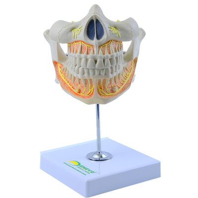 ENOVO颐诺 人体恒牙解剖模型成人牙列上下颌骨口腔科教学医院教学