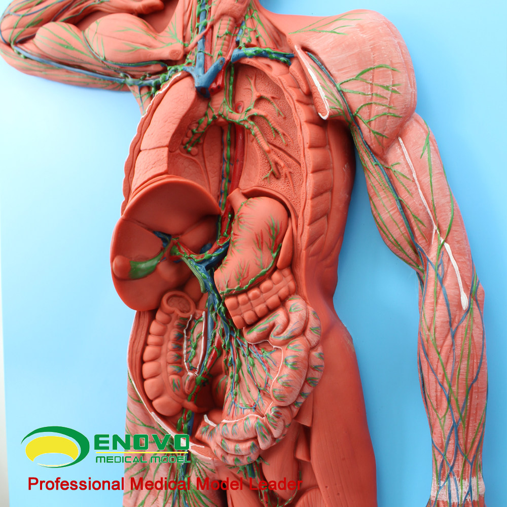 颐诺正品医用人体淋巴系统解剖模型淋巴器官模型人体免疫系统