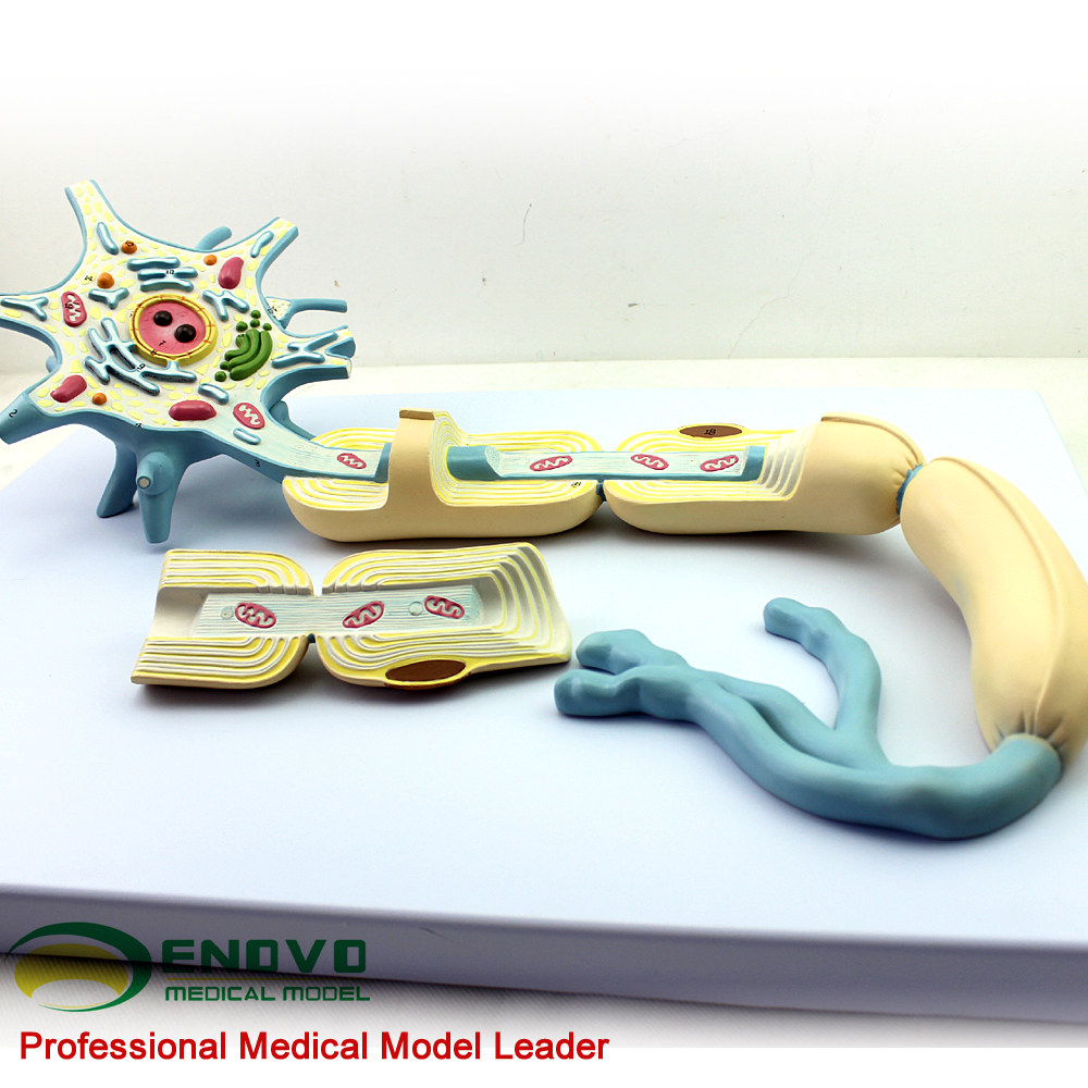 颐诺正品神经元胞体神经纤维结构放大模型医用大脑解神经科模型