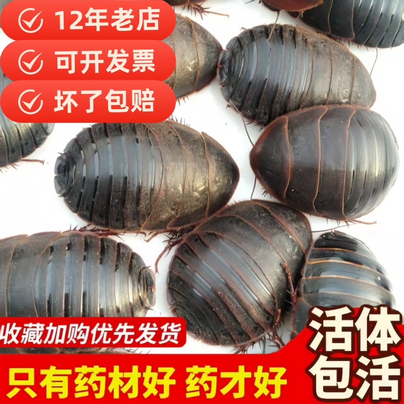 12年老店【包活到家】活土元虫地鳖虫药食两用中药材土鳖500g包邮