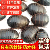 12年老店【包活到家】活土元虫地鳖虫药食两用中药材土鳖500g包邮
