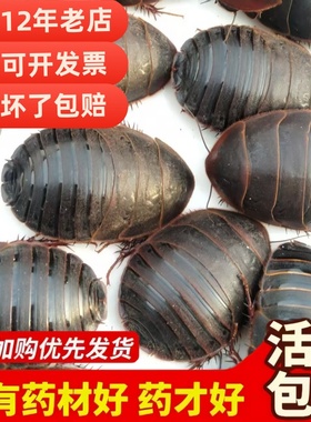 12年老店【包活到家】活土元虫地鳖虫药食两用中药材土鳖500g包邮