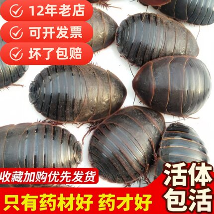 12年老店【包活到家】活土元虫地鳖虫药食两用中药材土鳖500g包邮