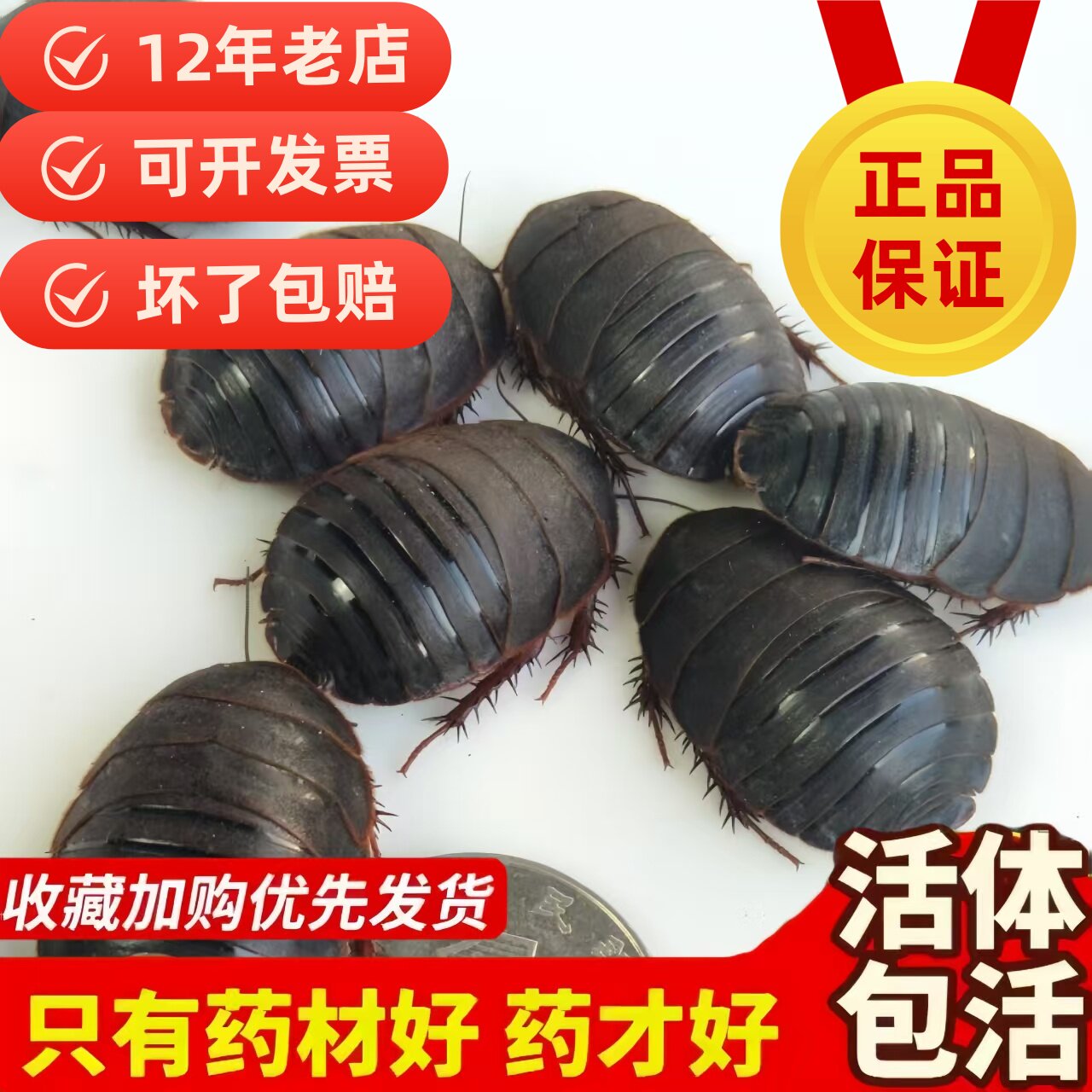 活土元活体土元虫种卵地鳖虫中药材土鳖250g包邮