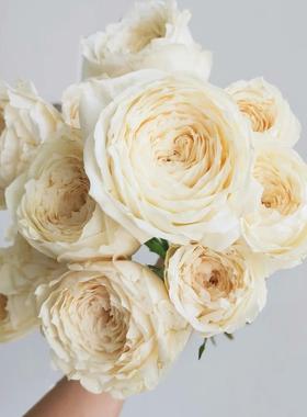 同城严选肯尼亚进口花材鲜花速递INNOCENT天真花园玫瑰花鲜花10支