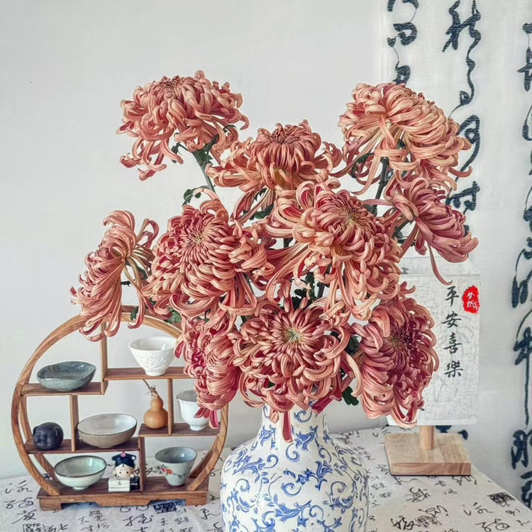 小众高端花材维也纳菊鲜切花