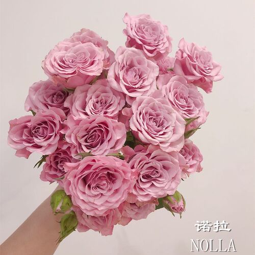 肯尼亚红土地NOLLA诺拉