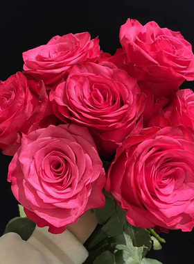 花品会厄瓜多尔进口花材LOLA 劳拉玫瑰花家庭水培养花鲜切花10支