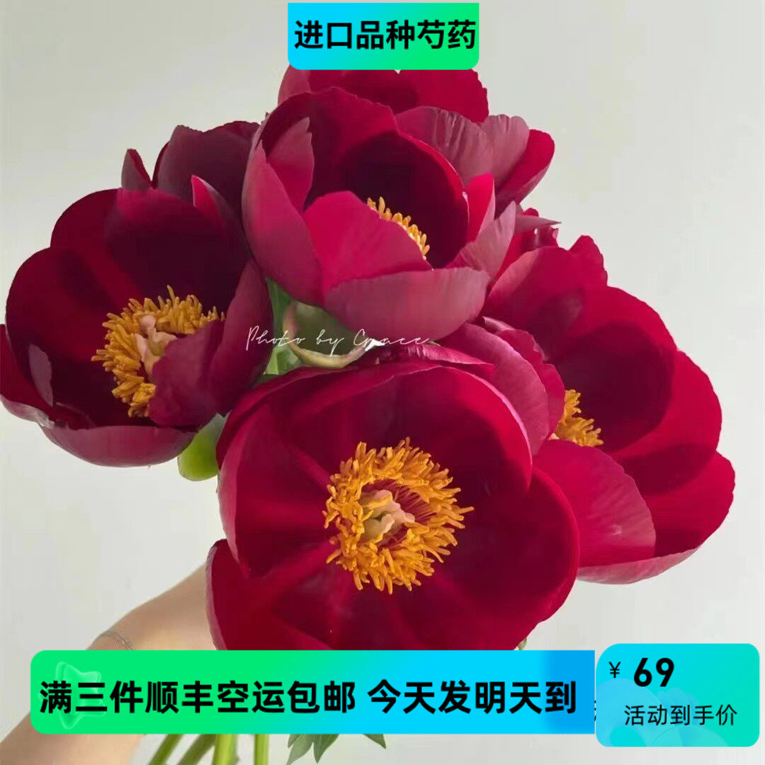 小众稀有花材伊利黑美人伊利酋长芍药花鲜切鲜花速递5支顺丰包邮