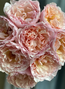 肯尼亚进口花材花园玫瑰花Princess charlene夏琳公主玫瑰花10支