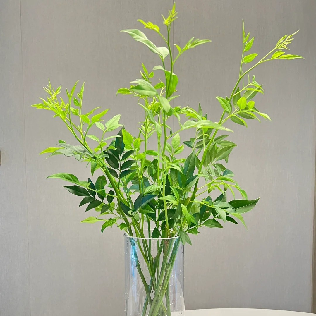 同城甄选精品花材鲜花九星叶鲜切花配草全国速递精品家庭插花图片