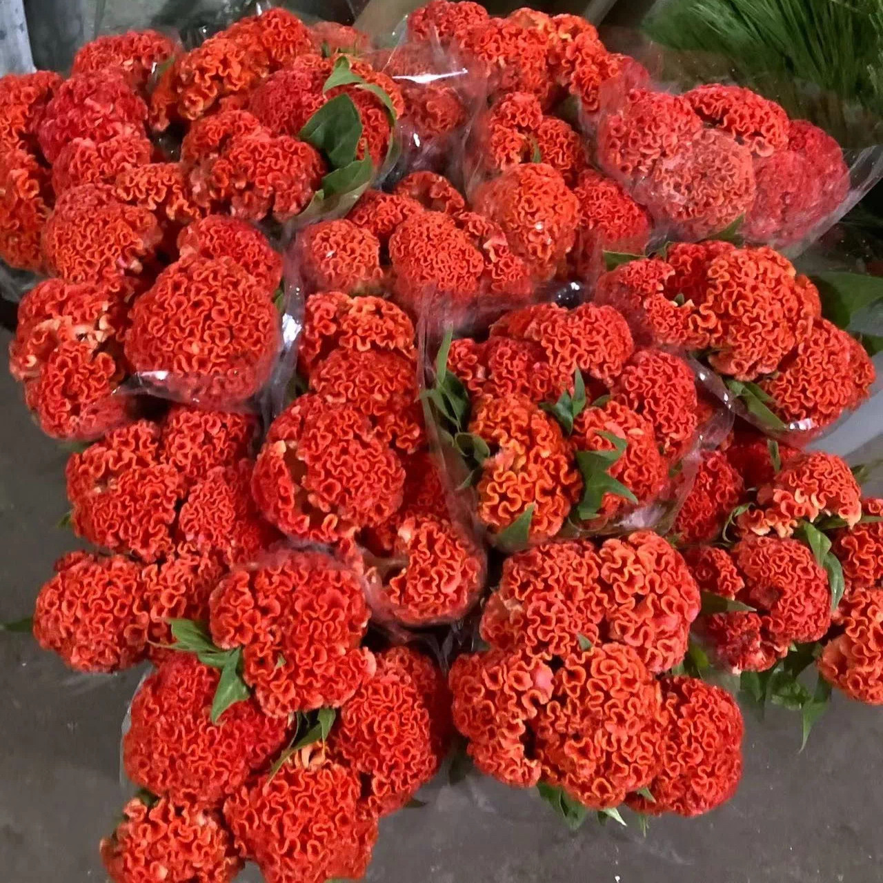 同城甄选国产鸡冠花鲜切花全国速递家庭养花1扎