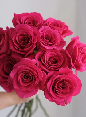 厄瓜多尔进口花材高端鲜花兰蔻御用pink floyd弗洛伊德玫瑰花10支