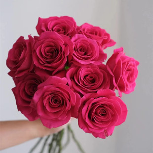 厄瓜多尔进口花材高端鲜花兰蔻御用pink floyd弗洛伊德玫瑰花10支