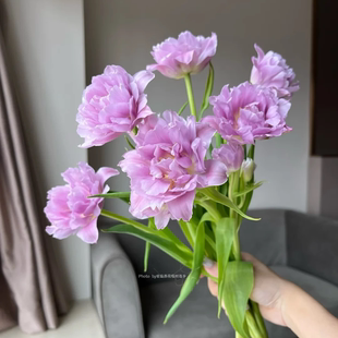 同城甄选荷兰进口重瓣浅紫宝石Double Price郁金香10支家庭插花