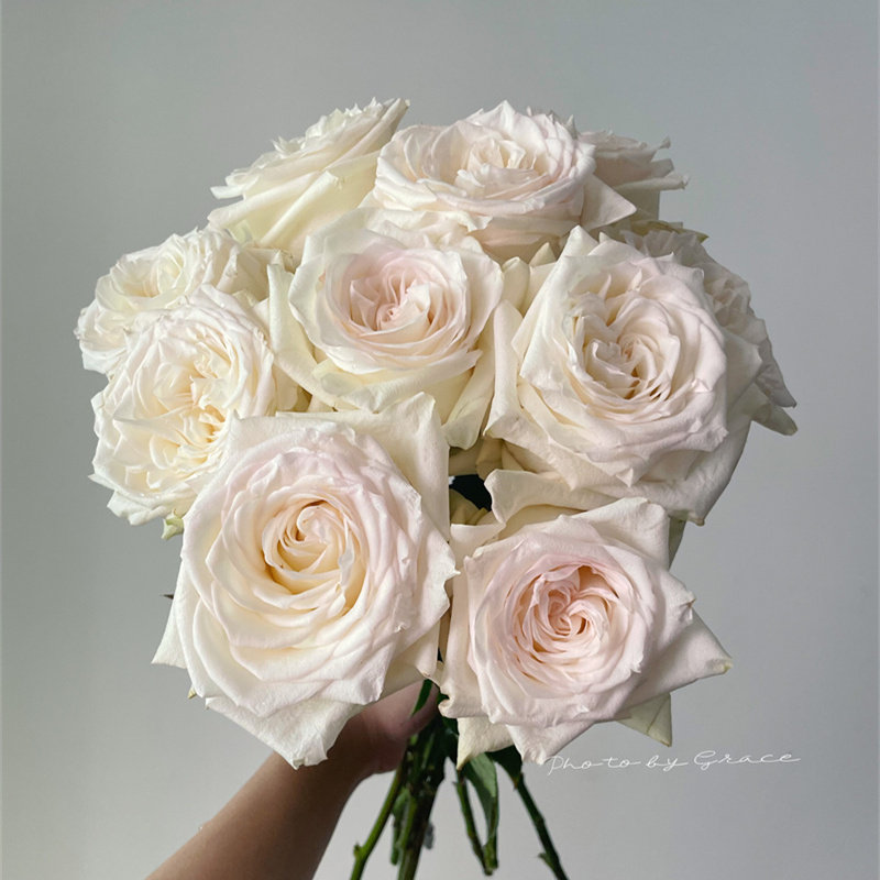 同城甄选厄瓜多尔进口鲜切花速递全国Candlelight烛光玫瑰花10支