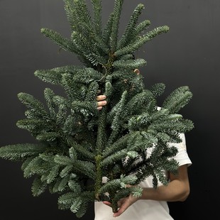 丹麦进口花材鲜花速递圣诞树诺贝松真叶鲜切树枝鲜活枝条造型花艺