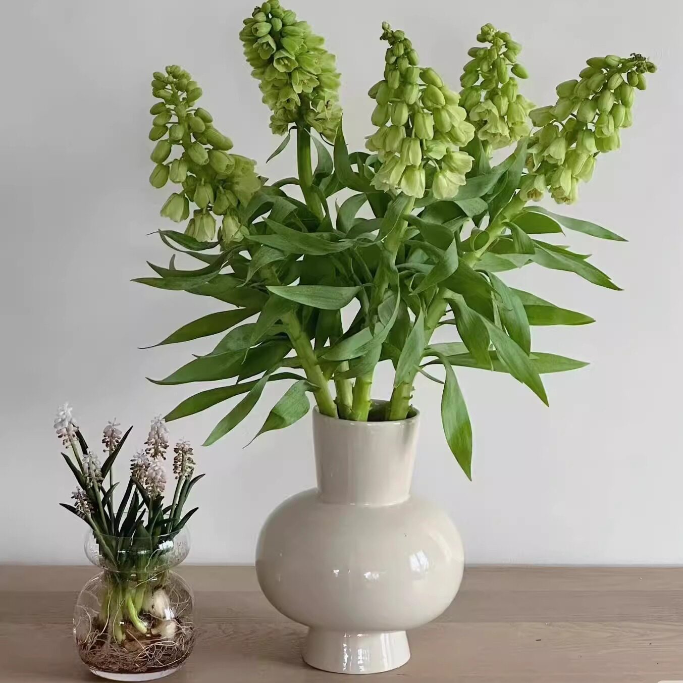 同城甄选荷兰小众高端花材Lvory Bells石榴木铃铛贝母鲜切花5支